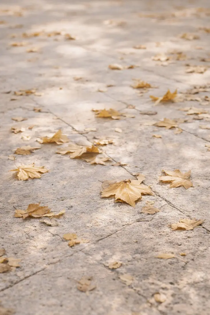 Fallen leaves