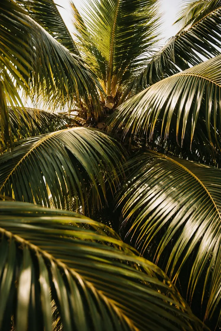 Backlit palm canopy