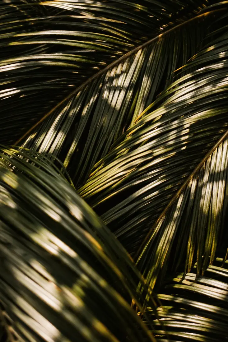 Palm canopy in shade